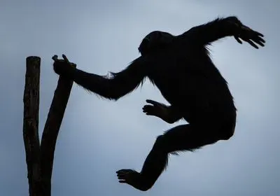 silhouette of a chimpanzee swinging against a blue sky